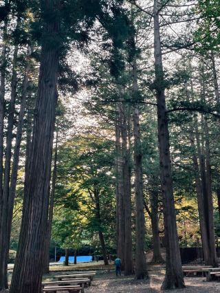 This sacred forest in Sapporo feels like stepping into another world