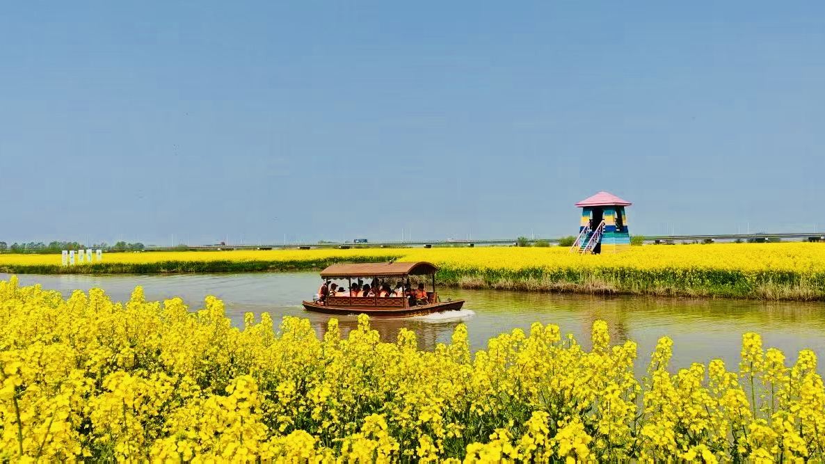 A Leisurely Escape to the Golden Blossoms by the Lake.