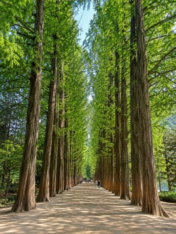 Nami Island | A Romantic Natural Escape, Straight Out of a K-Drama