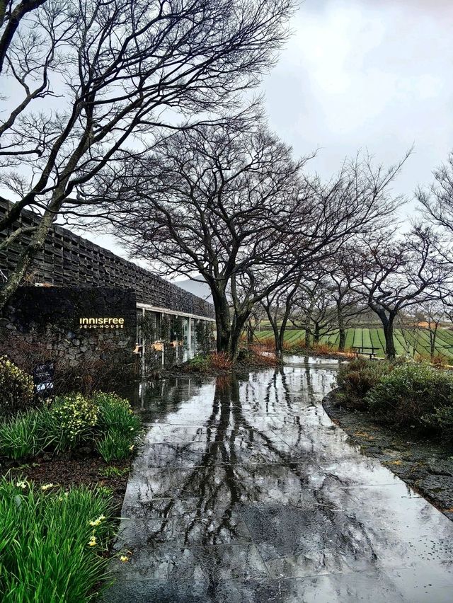 Innisfree Haven: Jeju's Green Retreat