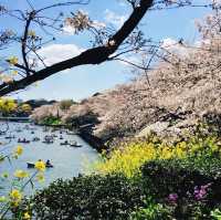 【東京都🇯🇵千鳥ヶ淵公園】大人気の桜の名所🌸満開の桜に癒される旅