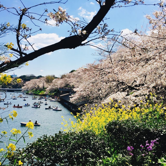 【東京都🇯🇵千鳥ヶ淵公園】大人気の桜の名所🌸満開の桜に癒される旅