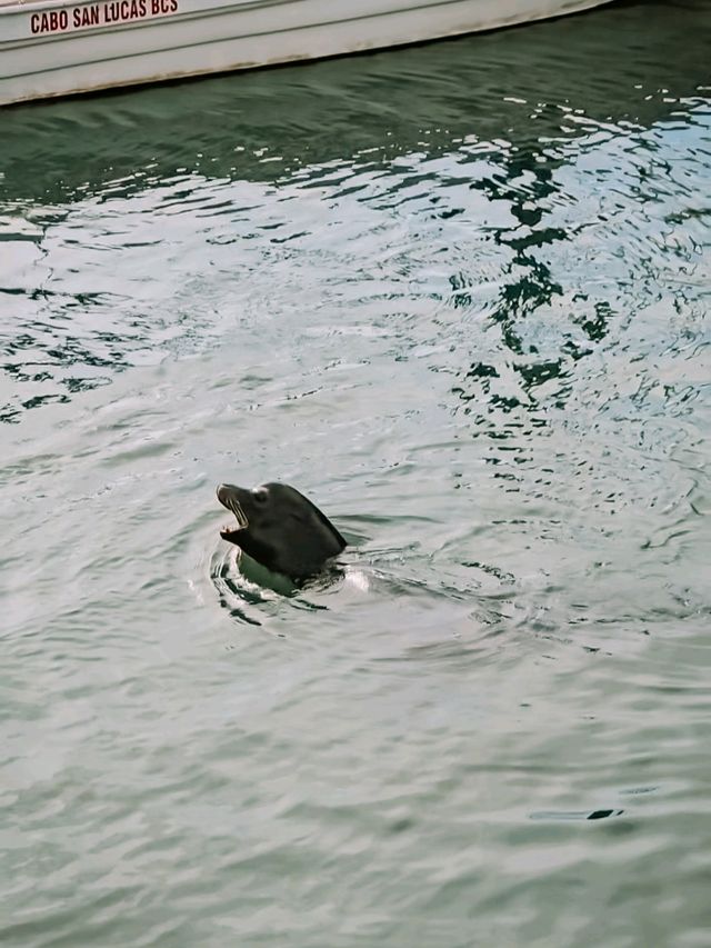 If the sea lions don’t convince you to stay… the rooftop hot tub will 😌💦🦭