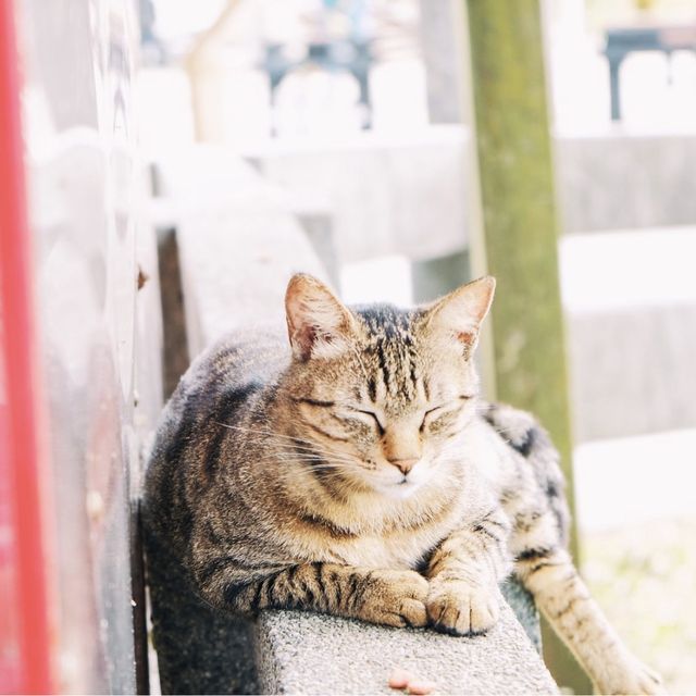 台北 - 闖入喵喵的世界🐱