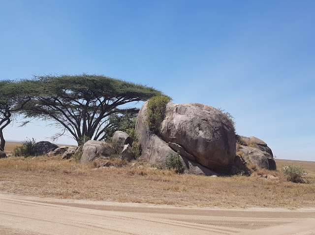 Safari Splendor in Serengeti