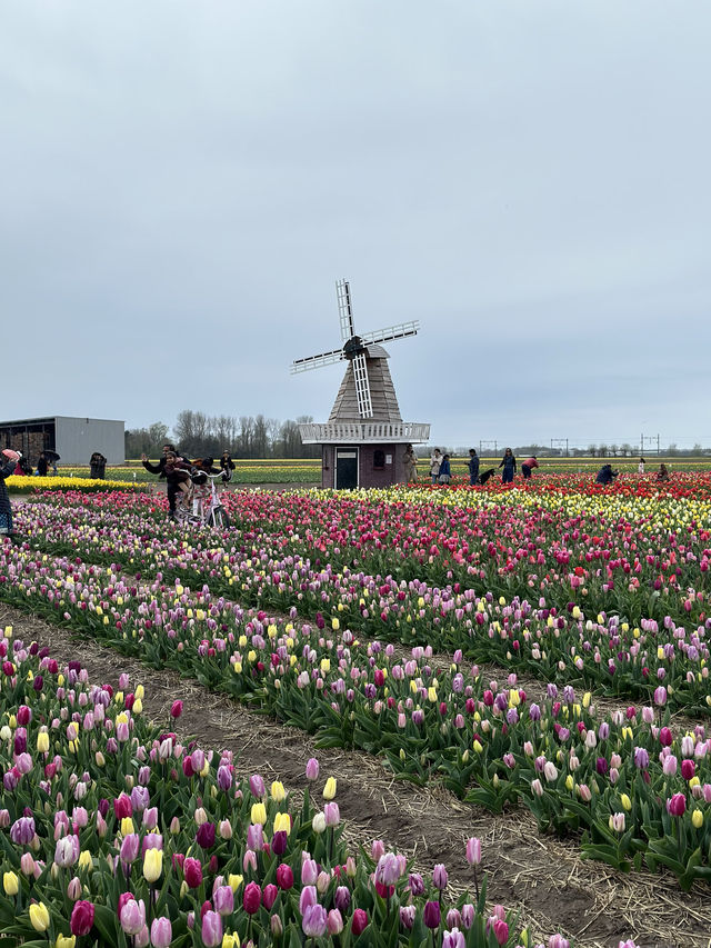 More Closer Experience with Tulips & Daffodil