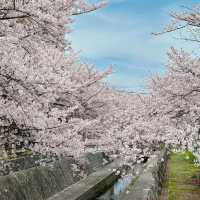 Cherry blossoms in Fukuoka 🇯🇵
