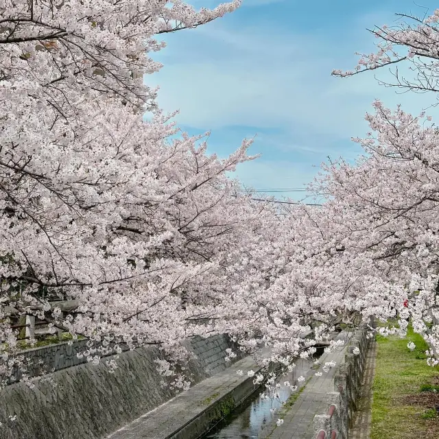 Cherry blossoms in Fukuoka 🇯🇵