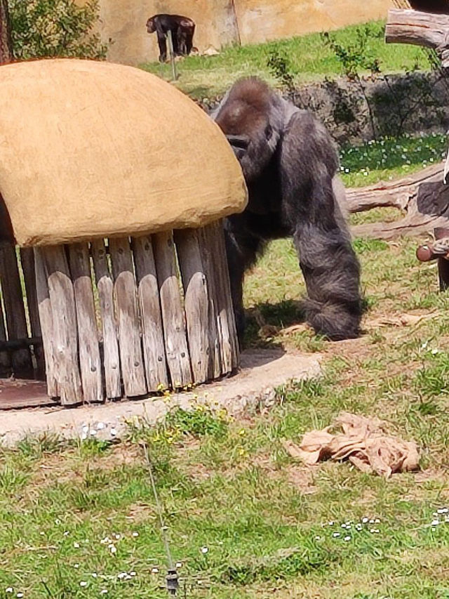 Great family trip at the zoo 🇫🇷