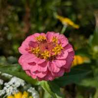 wildflowers of Wimbledon 