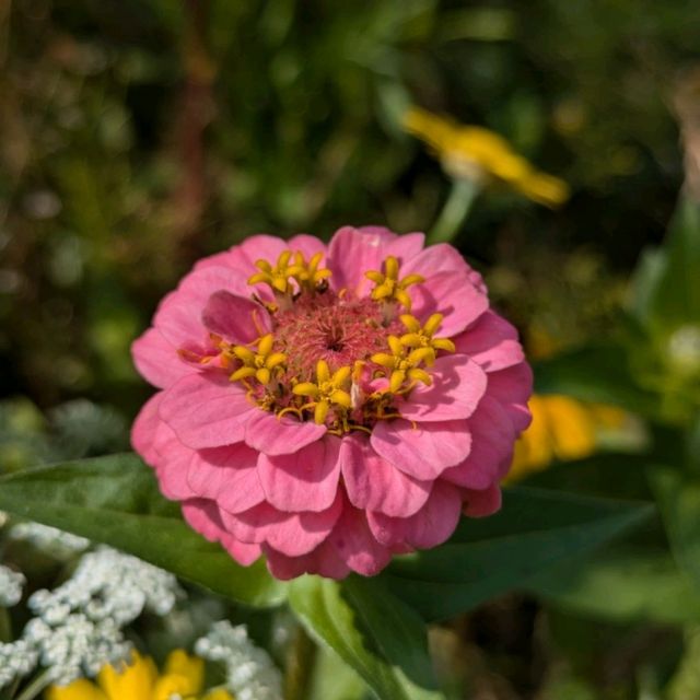wildflowers of Wimbledon 