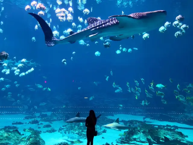 Whale sharks at Georgia Aquarium 🗺️