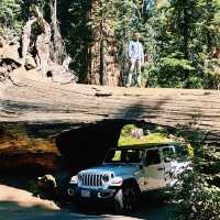 Lost in the giant Sequoia forest 🌳 