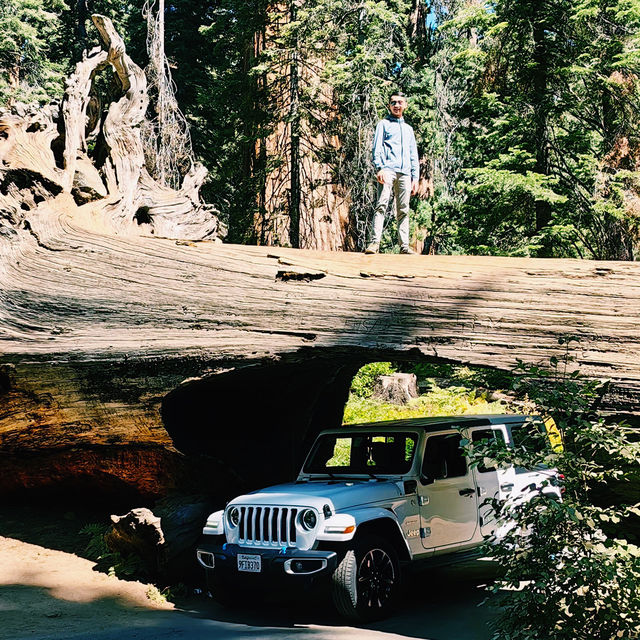 Lost in the giant Sequoia forest 🌳 