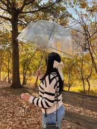 가을의 샬럿 탐험 🍁