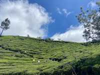 Enchanting Blooms of Kurinji Garden