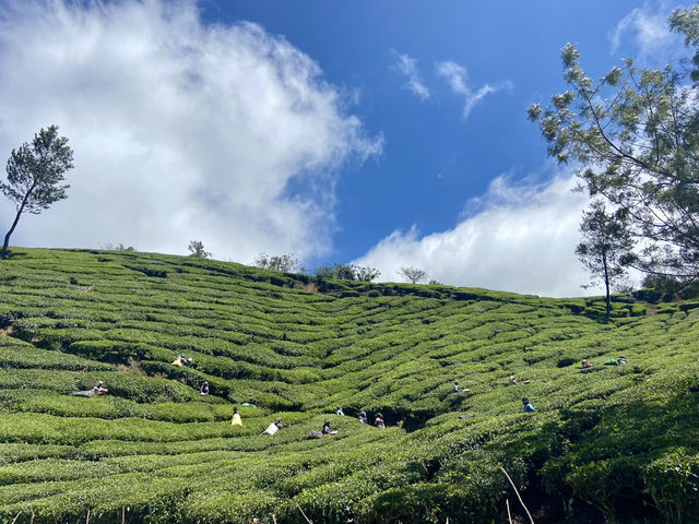 Enchanting Blooms of Kurinji Garden
