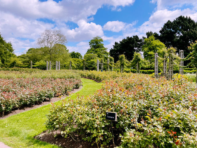🌳 A Perfect Escape in Regent’s Park: London’s Green Oasis 🌿✨