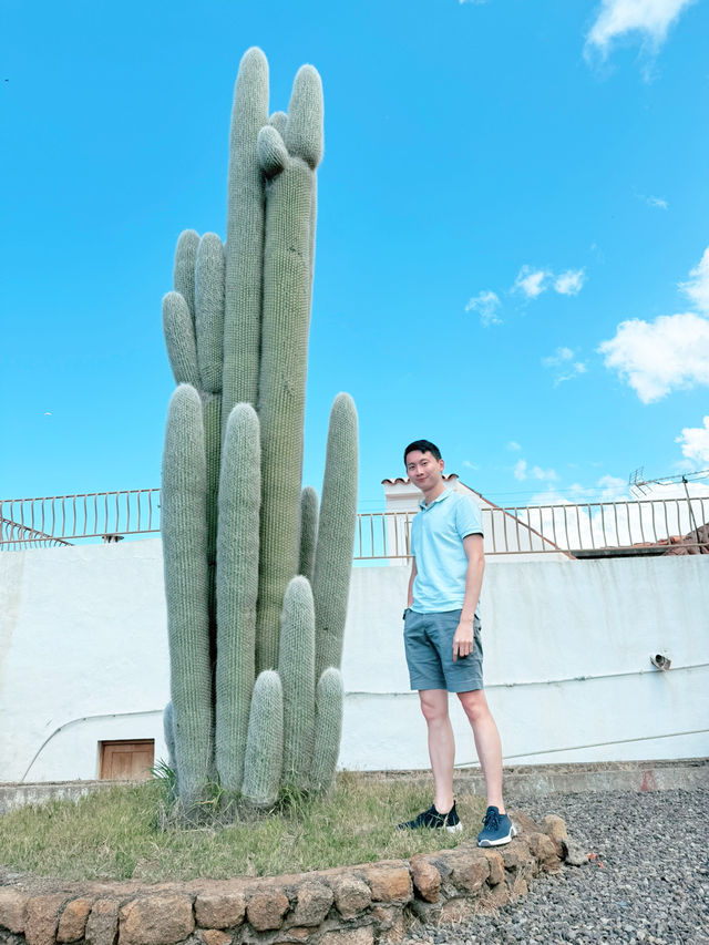 Parque del Drago: Tenerife’s Living Legend