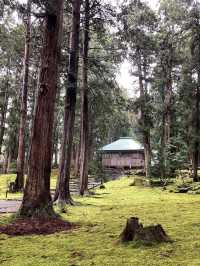 Wrapped in cedar trees and moss
