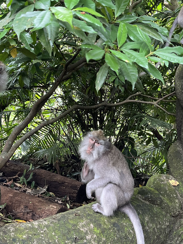 Bali trip 
