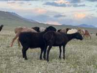 Wild Encounters: A Kyrgyzstan Summer Adventure