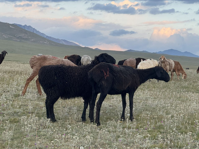 Wild Encounters: A Kyrgyzstan Summer Adventure