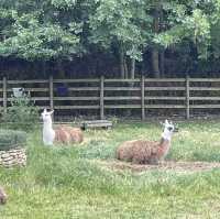 Mudchute Park and Farm: A Slice of Countryside in the City 🐑🦆🐴