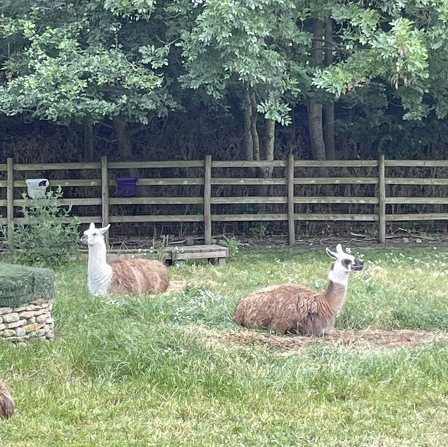 Mudchute Park and Farm: A Slice of Countryside in the City 🐑🦆🐴