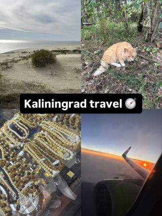 探索加里寧格勒的埃法高地：自然風景、沙丘和貓咪等你來發現 ⛰️🐱