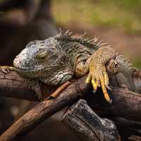 Animals of Chiang Mai Zoo