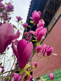 Find the Peace in Yonghe Temple