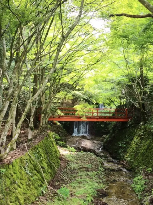 Kyoto's Sanzen-in Temple | The scenery changes with the seasons, with various flowers and plants.