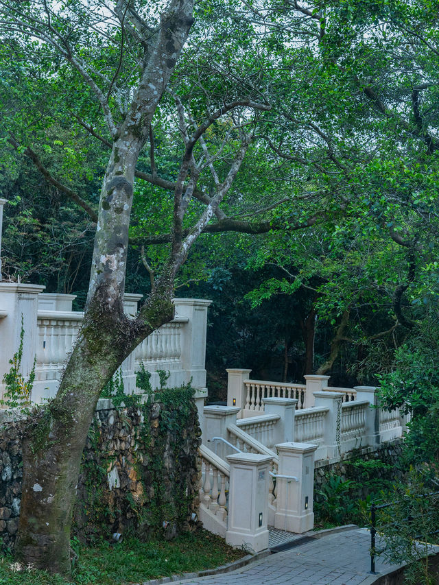 Hong Kong | I found Alice's Secret Garden 🌺 full of rhododendrons in bloom.