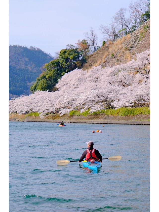 This year, my memories 📸 (photo album) of cherry blossoms 🌸 at Lake Biwa.