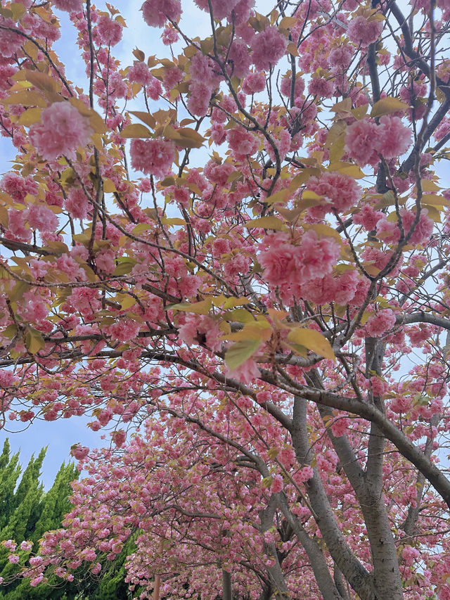 Busan's double-layered cherry blossoms 🌸 are in full bloom! So beautiful ahhh! 💓