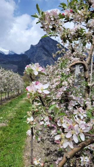 Alpine Spring | Leysin Village, Sion City, Valais Canton, Switzerland