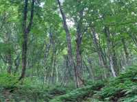 世界自然遺產日本白神山地