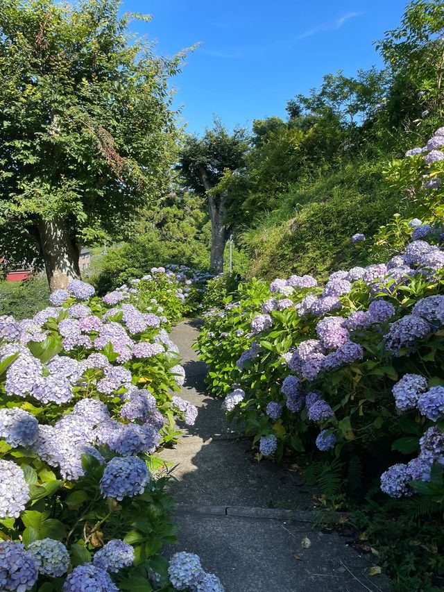 東京周邊超小眾紫陽花景點