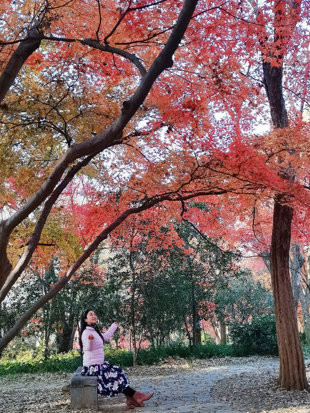 12/6實拍 中山植物園 紅楓崗 拍照機位分享