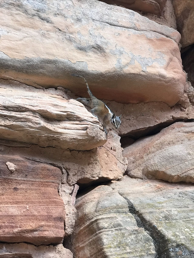 今天帶你們一起探秘美國猶他州的著名旅遊景點——Zion國家公園