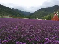 一起相約七里花海