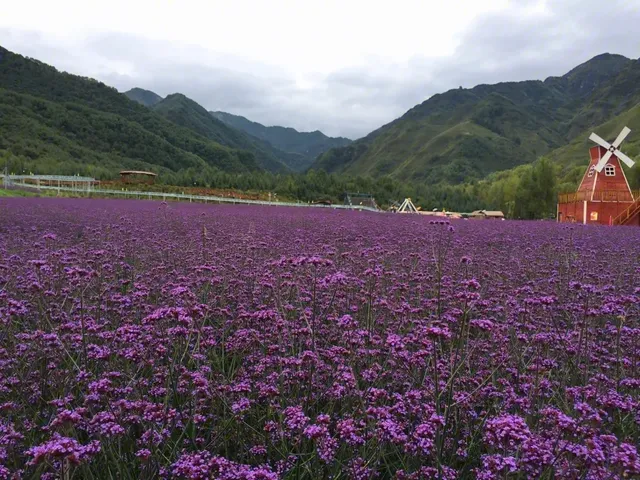 一起相約七里花海
