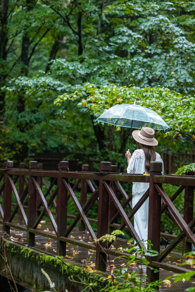 一眼千年，仙峰國家森林公園（千年紅豆杉）