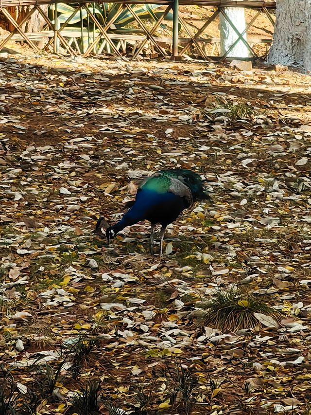 昆明圓通山動物園