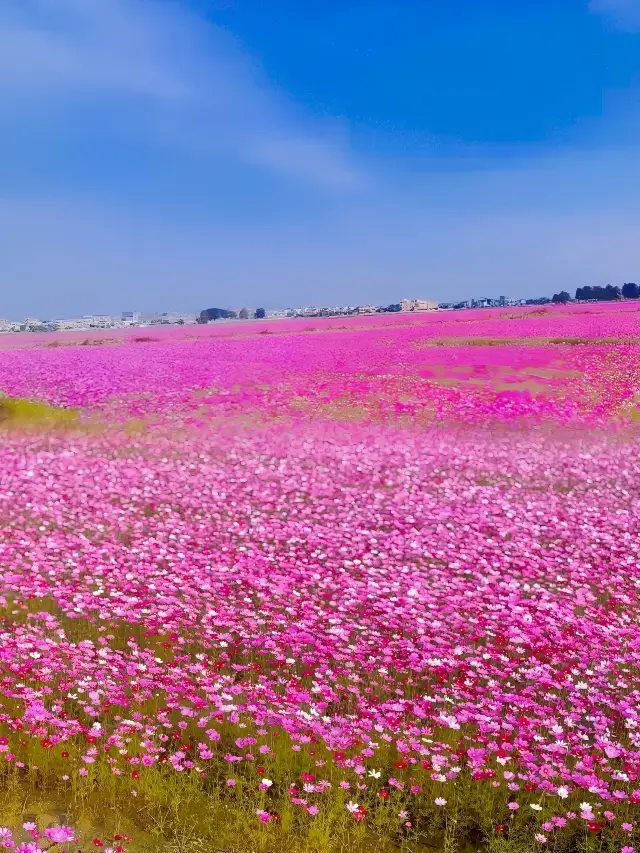 중산 야구 꽃 바다! 남쪽의 꽃은 여전히 화려하게 피어 있습니다