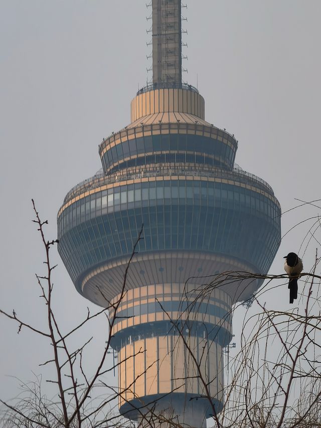 立春在北京玉渊潭賞櫻:春櫻賀歲，次第花開