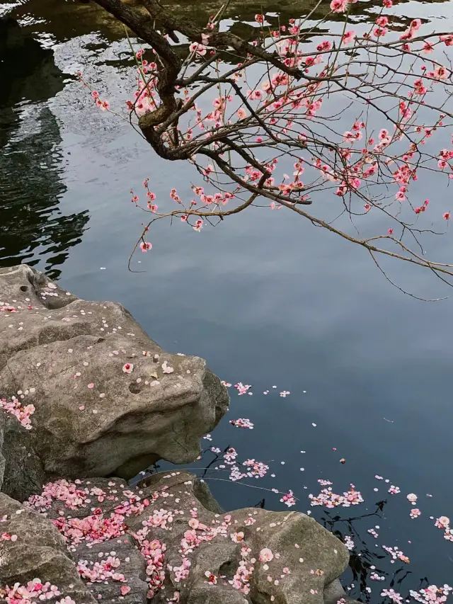 Suzhou Art Garden | A red plum blossom exudes a subtle fragrance