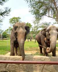 다낭 & 호이안 여행 아이와 가볼만한곳 🐤
남호이안 빈원더스 : 사파리편 🐘🦒
