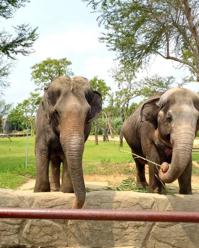 다낭 & 호이안 여행 아이와 가볼만한곳 🐤
남호이안 빈원더스 : 사파리편 🐘🦒